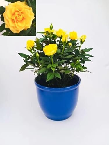 POWERS TO FLOWERS - ROSA DA GIARDINO GIALLA IN VASO CERAMICA BLU, Pianta Vera + PIANTA OMAGGIO