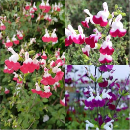 Salvia Greggii 'Lips Mix ' x 3 Plug Plants for Potting on