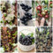 semi di pianta jabuticaba, frutta fresca, decorazione da giardino per esterni jabuticaba alberi, piante luoghi soleggiati frutto colonnari 150pcs
