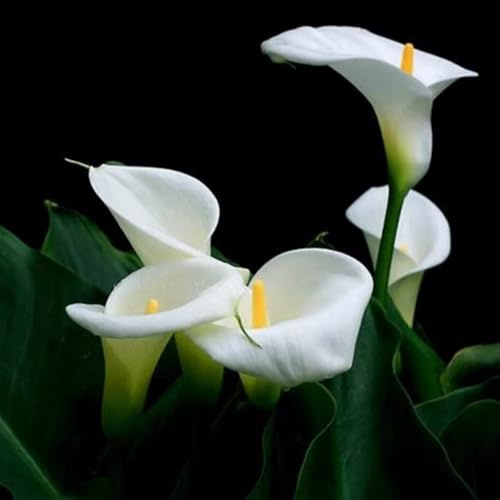 Calla, seltene Farbe, extrem kältebeständig, mehrjährig, geeignet für Garten- und Zimmerdekoration, kann eingetopft werden-6 stück-B