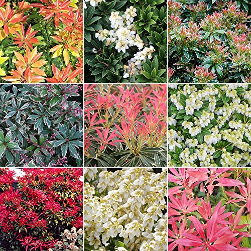 GardenersDream 5 x Mixed Peiris Plants - Live and Healthy Garden Ready Perennial Plants in 9cm Pots - All Year Round Outdoor Plant for Gardens, Borders, Beds, and Containers (15-50 cm)