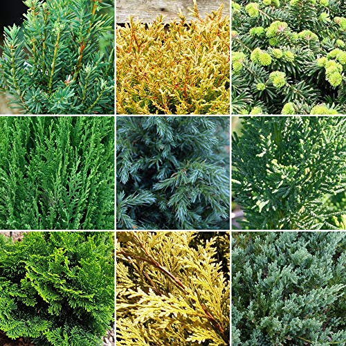 3 X Mix di Piante di Conifere Sempreverdi - Resistenti Arbusti per Esterni da Giardino | Vasi da 9 cm