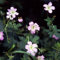 50 pcs storchenschnabel pflanze winterhart samen, blumensamen mehrjährig winterhart, seeds (Geranium sanguineum) blumen balkon, bonsai samen wildblumensamen, balkon bienenfreundliche