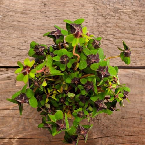semi di trifoglio fortunato biologici - foglia di trifoglio - erbe aromatiche, piante da balcone, semi in aiuole rialzate, quadrifoglio, Semi di bonsai, decorazione del giardino per 15pcs