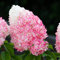 Hortensias Paniculata resistentes al invierno en rosa y rosa (3 plantas), auténticas hortensias de jardín procedentes de Holanda, perennes para macetas y balcones.
