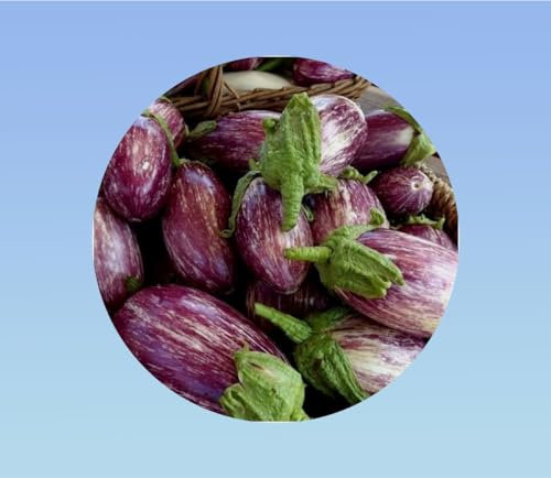 graines de aubergine listada de gandia 50 graines (+/-) 0,175 grammes - légume à fruits ovales - variétés ancienne