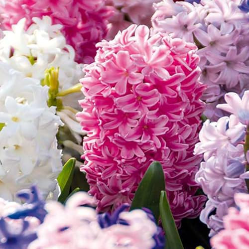 Bloomique - Mélange de 10 - Jacinthe - Jacinthe - Mélange de Couleurs - Bulbes à Fleurs - Floraison Printemps - Plantes Vivaces - Pousse jusqu'à 20-25 cm