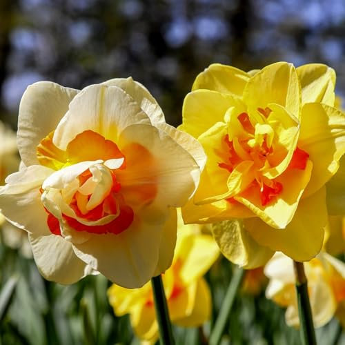 Bulbi Di Narciso,Odore Aromatico, Perenni Resistenti All'Inverno, Bulbi Di Narciso, Economicamente Convenienti, Piacevoli Alla Vista, Bulbi Di Narciso-8Bulbi