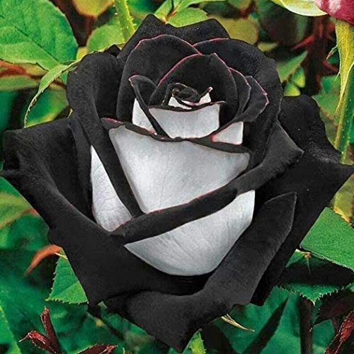 1, schwarz/weiß: Shopvise Edelrose Blumensamen 30Pcs (schwarz weiß)