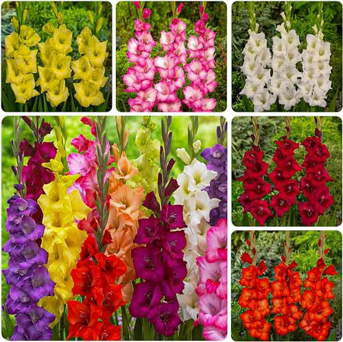 Gladiolen Zwiebel Kollektion, 50 Zwiebeln, Mix von Blumenzwiebeln für Garten und Töpfe, Mischung aus 7 Farben und Sorten, Blumen und Pflanzen aus Holland (kein Samen, nicht künstlich und winterhart)