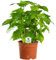 Kaffeepflanze (Coffea Arabica) – Exotische Zimmerpflanze mit glänzenden grünen Blättern – Perfekt für Zuhause, Büro oder Garten – Pflegeleicht – Höhe: 20-30 cm – Inklusive Topf