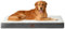 EHEYCIGA Orthopädisches Hundebett Grosse Hunde XL 112x81x9cm, Hundekissen Waschbar Flauschig, Hundematte Hundematratze für Kiste, Beige