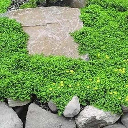 (SCHIRM RASEN Bodendecker) Dichondra 100, 500, 1000, 2000 SamenHEIRLOOM NON-GMO