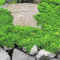 (SCHIRM RASEN Bodendecker) Dichondra 100, 500, 1000, 2000 SamenHEIRLOOM NON-GMO