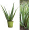 Aloe Vera Succulent Plant - 25-30cm in Height Inc Pot - Perfect for Beginners
