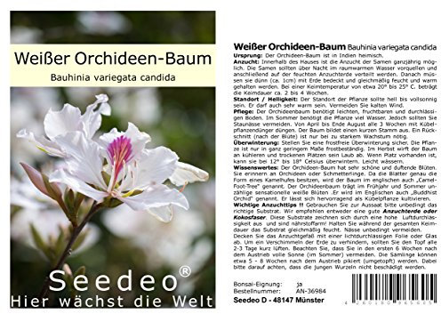Seedeo® Weißer Orchideen-Baum (Bauhinia variegata candida) 10 Samen