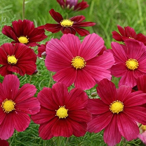 Lot de 50 graines Cosmos bipinné à gde fleurs Rubenza (Fleuroselect Novelty) annuel