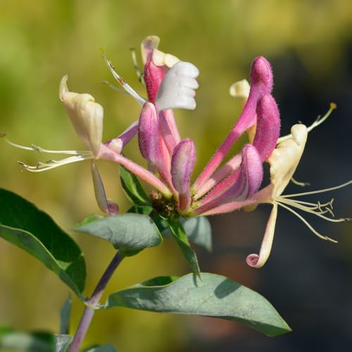 YouGarden - Japanese Honeysuckle Lonicera belgica 90cm Cane 2L Pot