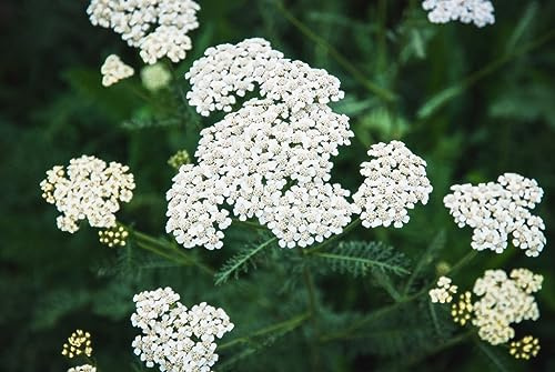 3000 Samen Echte Schafgarbe Achillea millefolium Traditionelle Heilpflanze für Apothekergarten und Naturgarten