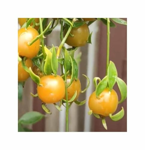 Pcs - 3x Pereskia Aculeata Laubkaktus Fruits Comestible Légumes Plantes - Graines ID1825 - Seeds & Plants Shop by Ipsa