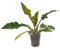 Philodendron Feuerring | 30cm | mit Topf wählbar