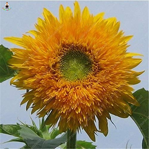 Kalash Neue 100 PC Climbing Clematis (nicht Glühbirne) Samen für Gartenarbeit Grün Gelb