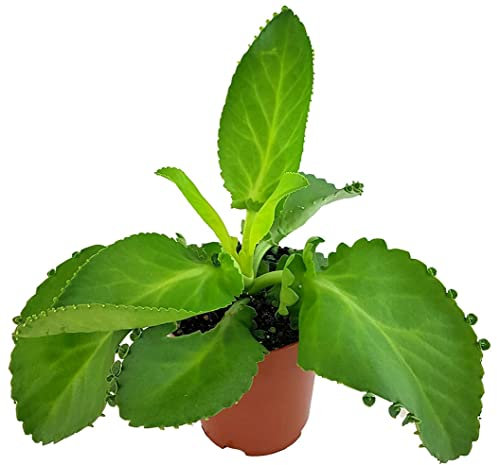 Fangblatt - Kalanchoe daigremontiana - exotisches Brutblatt im Ø 12cm Topf - pflegeleichte Sukkulente