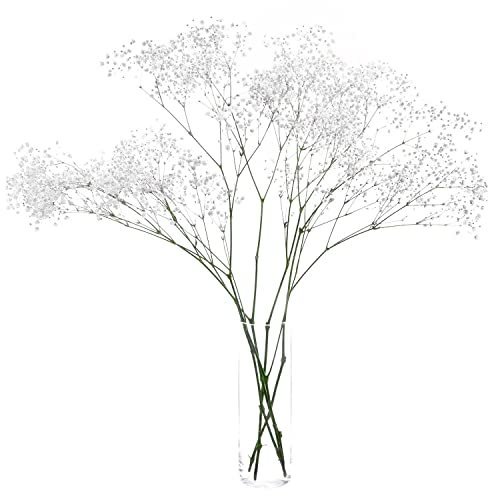 Frisches Schleierkraut weiß 5 Stiele für Hochzeit Wohnzimmer und Blumensträuße - Frische Schnittblumen