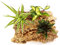 POWERS TO FLOWERS - CORTECCIA DI SUGHERO CON HOYA TRICOLOR, PEPEROMIA ROSSO, CHLOROPHYTUM FALANGIO, piante vere
