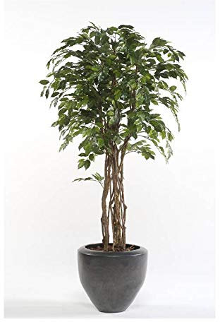artplants.de Kunstbaum Ficus Benjamini CARLOH, Echtstämme, grün, 170cm - Kunstpflanze