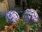 EX Garten/Blumen Allium Blütenkugel Purple Terrasse Deko Art Ferro Handarbeit (Blütenkugel klein : 16,2 x 16,2 x 111,2 cm)