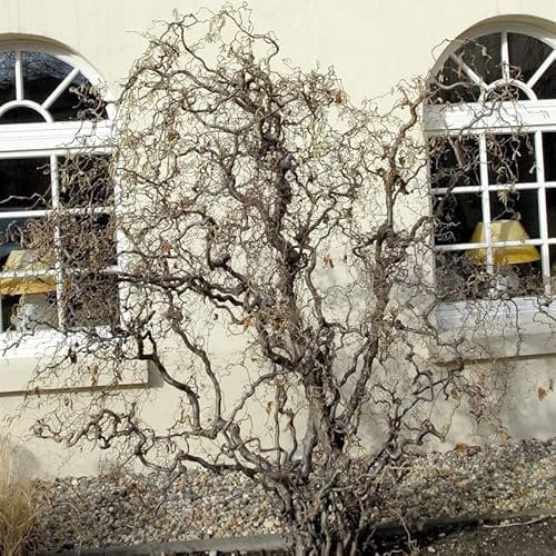 Korkenzieher Hasel 60-80cm - Corylus avellana