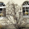 Korkenzieher Hasel 60-80cm - Corylus avellana