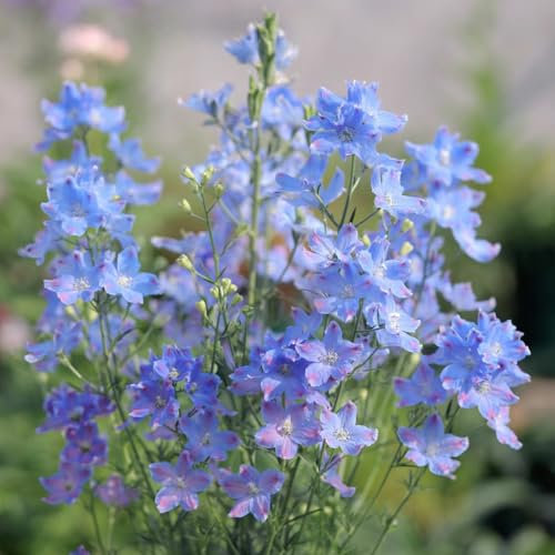 200 Piezas Semillas De Plantas De Delfinio - Consolida Ajacis - Plantas Resistentes Para Jardín, Flores Resistentes. Semillas De Delphinium Delphinium Orgánicas, Plantas Herbarias,