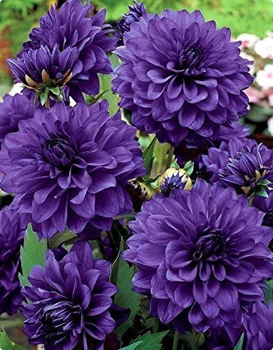 Dahlia, Dahlien, Georginen Blue - Blumenzwiebel/Knolle/Wurzel