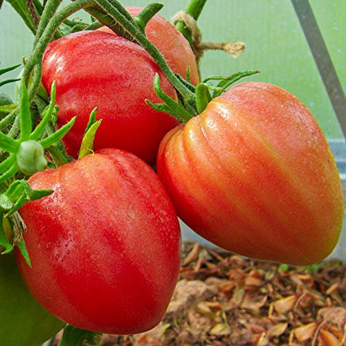 German Red Strawberry Bio-Tomatensamen für ca. 10 Pflanzen - Fleischtomate aus Deutschland