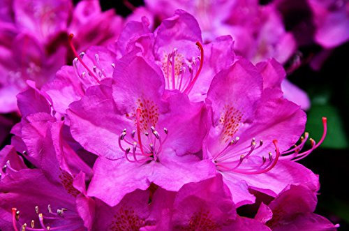 Rhododendron Roseum Elegans Rhododendron hybride Elegans Containerware 30-40 cm