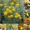 200 pcs trommelstock pflanze samen - blumenwiese samen saat hochbeett balkonblumen Trommelstöckchen,Craspedia Globosa, gartenarbeit winterharte pflanzen für garten bienen wiese winterharte