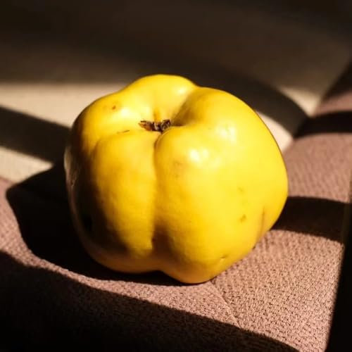 Semillas resistentes del árbol del membrillo, arbustos de crecimiento rápido Cydonia oblonga - semillas variedades antiguas semillas de frutas para jardin Árboles frutales columnares 80pcs