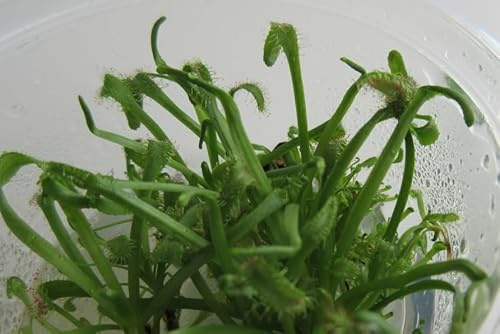 florari In-Vitro Drosera capensis/Kap Sonnentau, Fleischfressende Pflanze