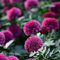 Dahlien Knollen Winterhart Blumenzwiebeln MehrjäHrig Zierlauch Zwiebeln Frisch Blumen Winterharte Dahlien KüBelpflanzen Garten Pflanzen Gartendeko FüR DraußEn Balkonblumen 2 Dahlien Zwiebel（Violett）
