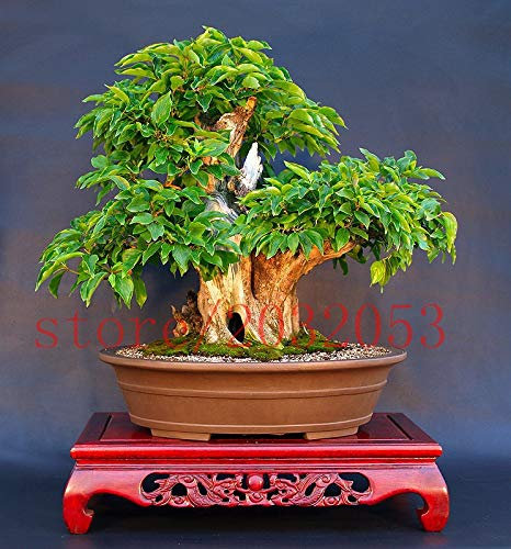 Shopmeeko Bonsai 20 seltener japanischer Bonsai-Baum-Kirschbaum Mini-Bonsai-Sakura für die Inneneinrichtung