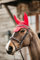 Kentucky Horsewear - Wellington Fliegenohren - Samt - Rot - Cob