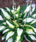 100Pcs Sementes Blumensamen Hosta Samen Feuer und Eis Schatten Stauden Plantain Blumen Bonsai-Hausgarten Bodendecker 6
