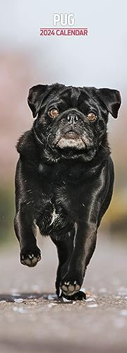 Mops Slim Kalender 2024