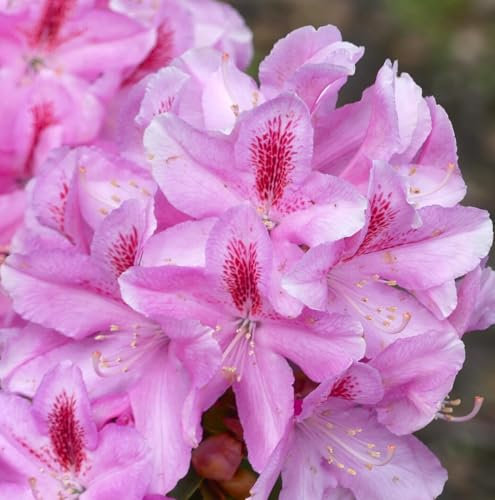 Rhododendron Hybride  furnivals daughter  Alpenrose 40-50 cm hoch Pflanze rosa Blüten