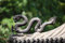 Fabulous Affiche Poster Dragon Chinois en Fonte Detail de Temple