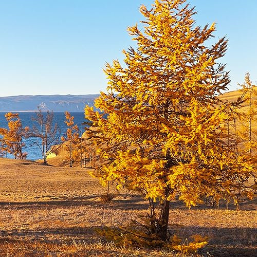 100 pcs mammutbaum samen kaufen - balkonpflanzen winterhart,Sequoiadendron giganteum, bäume garten winterhart gewächshaus balkon bonsai bäumchen kaufen bonsai baum grünpflanzen nachhaltige