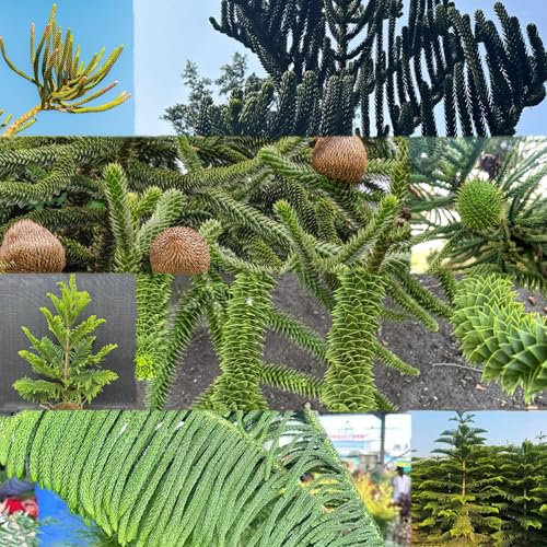 araucaria pflanze - samen - Seltene Pflanzen - gartenpflanzen kräuter samen balkonpflanzen winterharte kübelpflanzen immergrüne pflanzen winterhart pflanzensamen winterfeste pflanzen 100pcs
