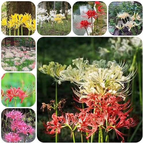mix di cipolle e fiori rossi piante in vaso, bulbi di giglio ragno pianta d'appartamento bulbi a precoce piante resistenti per balconi fiori da giardino mix di bulbi da fiore 4pcs